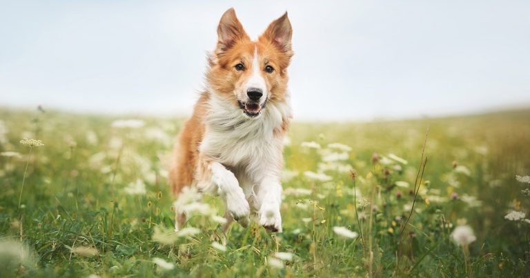 Developing a system to measure functional mobility in dogs