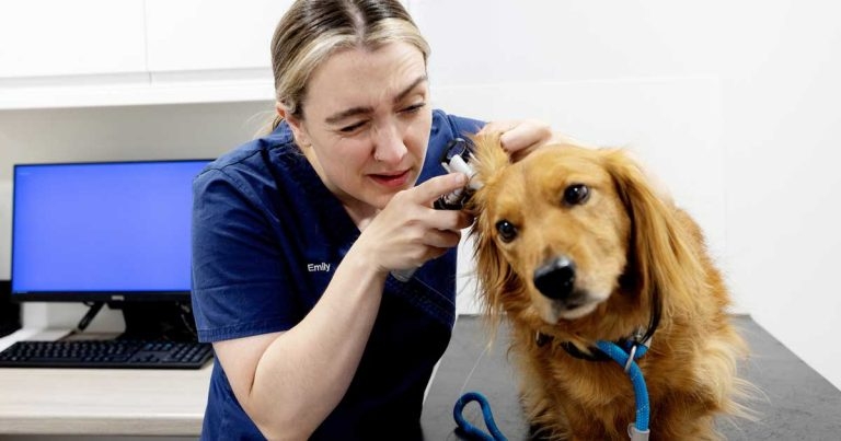 CVS project sees big rise in use of ear cytology in veterinary primary care