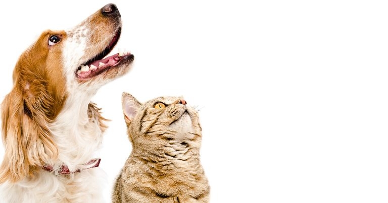 Mast cell tumours, tick paralysis and weight gain after neutering