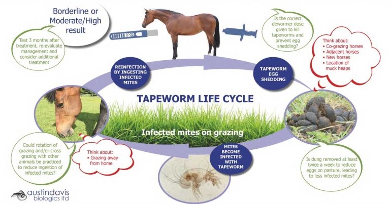 Resistance fears raised about horse tapeworm treatments