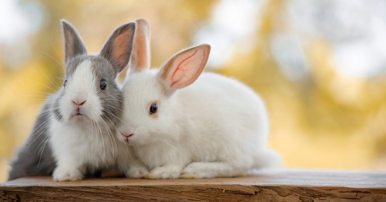 Use of maropitant in rabbits: a literature review
