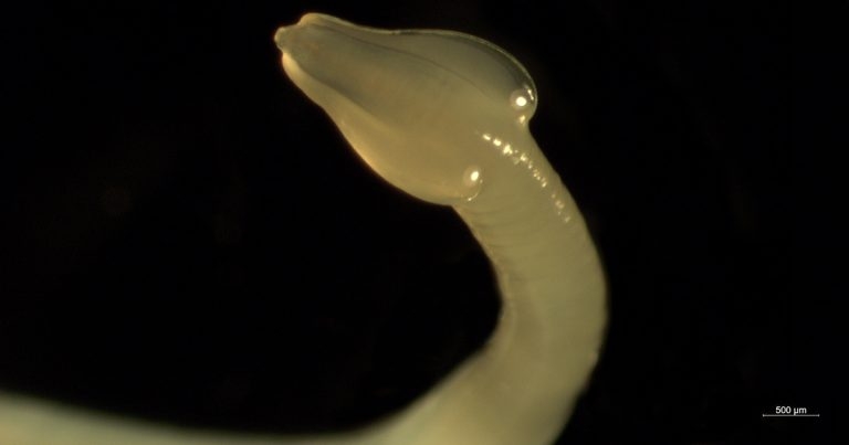 Feline parasites – global insights