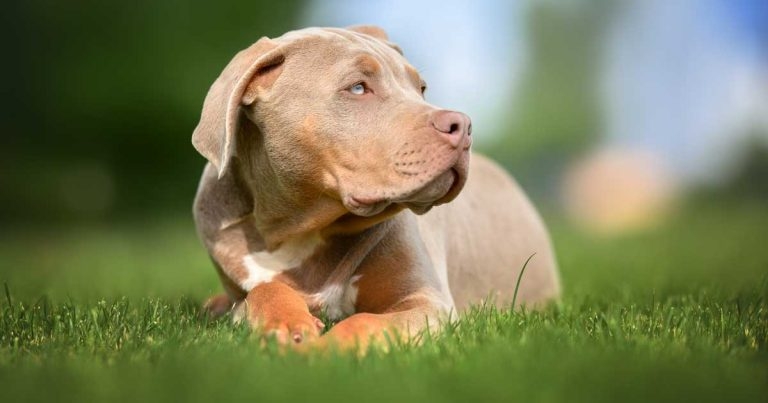 Campaign group ‘deeply disappointed’ after XL bully ruling