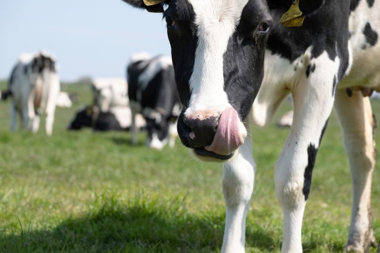 Plea for united front against bTB at national conference