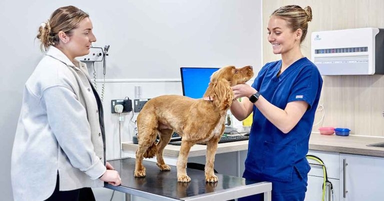 CVS launches hub to help patient care assistant skills