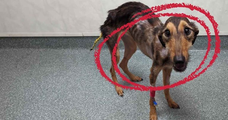 RSPCA warns of ‘unprecedented’ crisis amid soaring animal abandonments