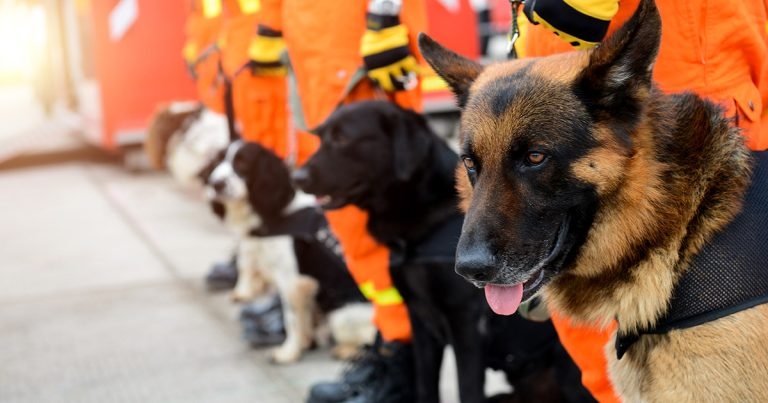 Treatments for musculoskeletal disorders in active working dogs