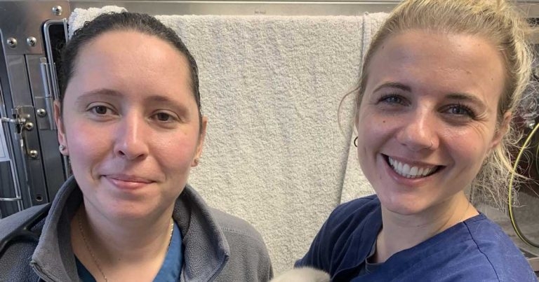 Kent practice wins accolade for rabbit care