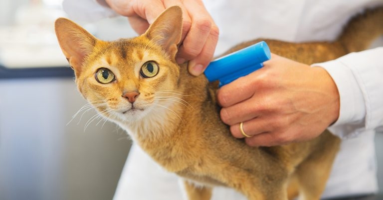 RSCPA urges cat owners to act now on compulsory microchipping