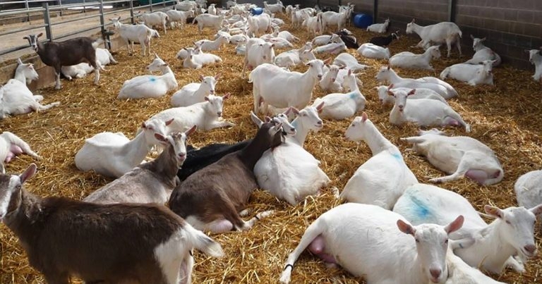 Milk quality, parasites, nutrition and CAE on goat meeting agenda
