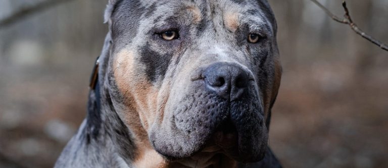 Rescue groups given XL bully exemption window