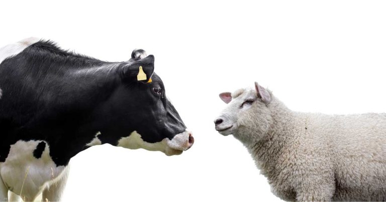 New vaccine is needed to curb bluetongue threat, vets hear