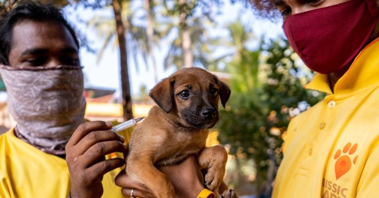 WVS seeks volunteers for mass Mumbai dog vaccine drive