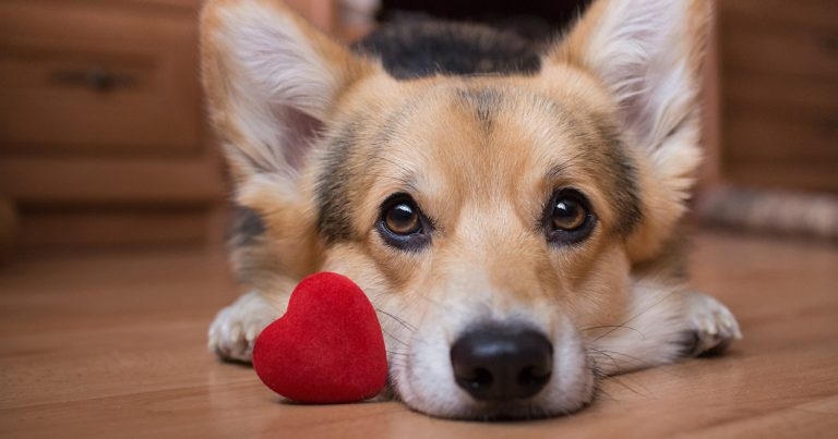 RVC hails new pimobendan study as ‘game-changer’ for heart disease