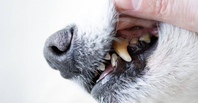 Two-day Dublin course to cover practical dental extractions