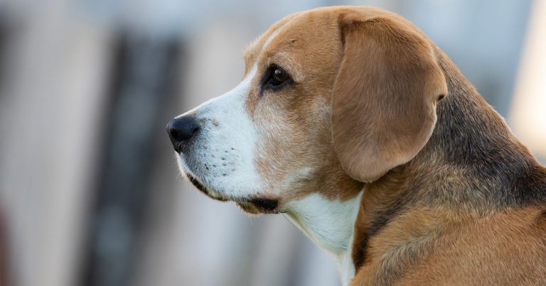 Treatment of canine epilepsy