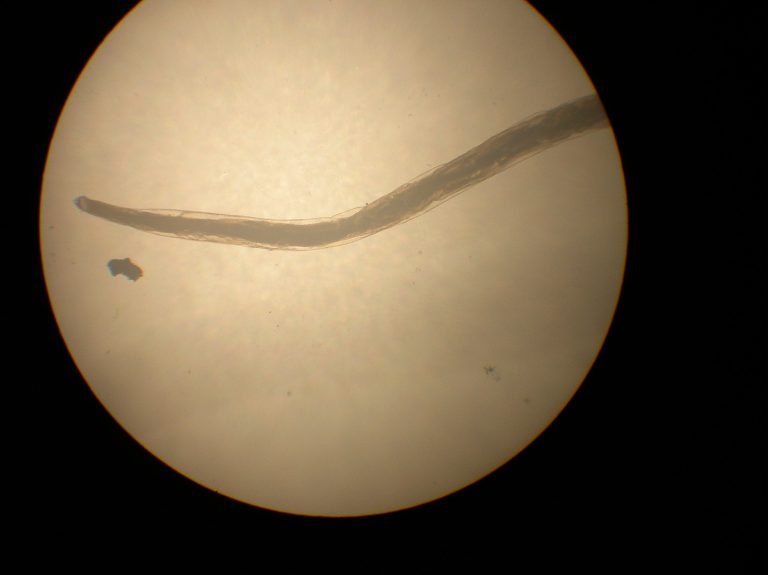 Hookworm drug resistance in US pets: lessons to be learned