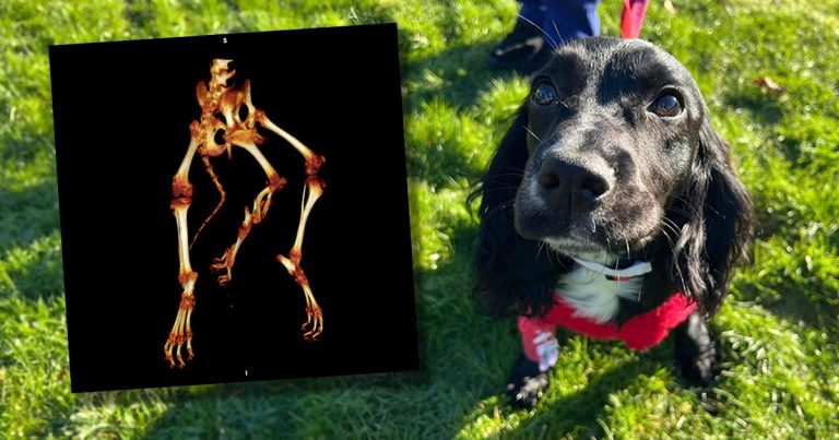 Ariel’s ‘mermaid’s tail’ removal goes swimmingly