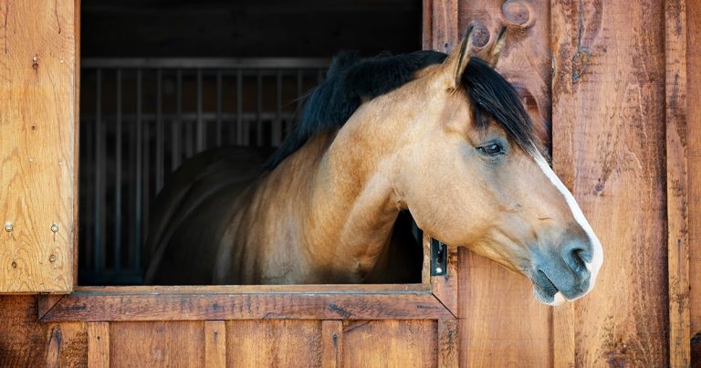 CVS shares equine pastern dermatitis study findings