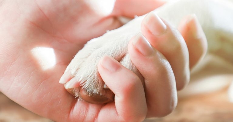 End-of-life pet care provider Dignipets Partners reveals JVP model