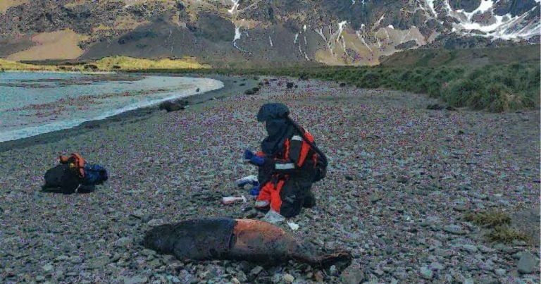 Avian flu found in sub-Antarctic mammals