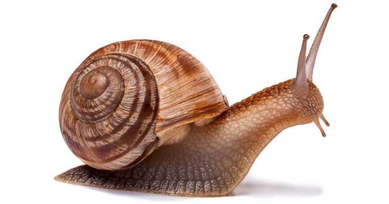 Study to shed light on canine lungworm risk