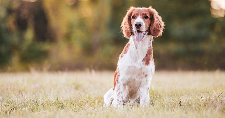 Ultrasound-guided ethanol sclerotherapy for renal cyst in a springer spaniel