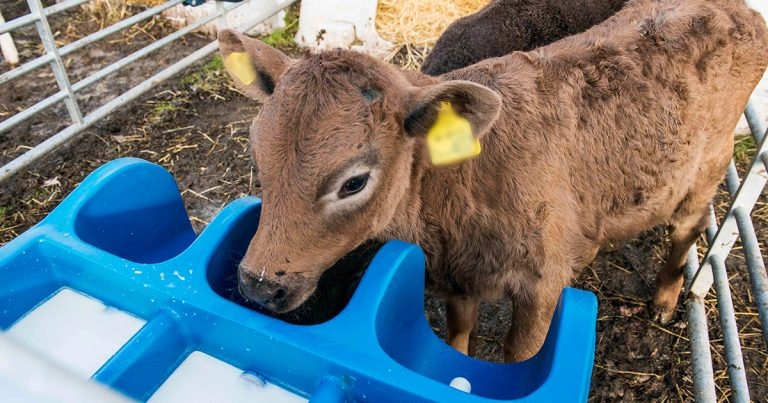 Neonatal calf diarrhoea: advising farmers of vaccination benefits