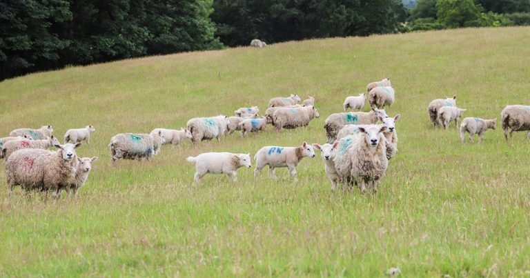Snail DNA test could give answers to liver fluke risk
