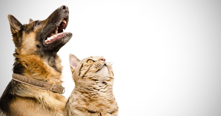 Companion animal analgesia – overview of latest thinking