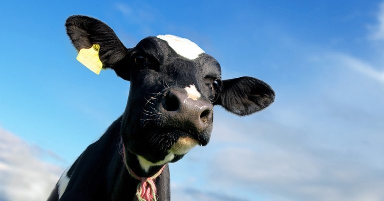 Keeping tabs on ketosis risk during transition