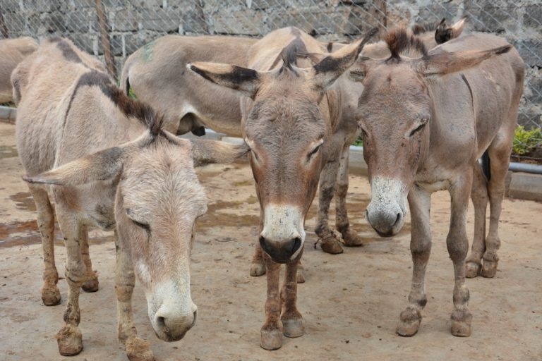 Welfare groups hail donkey skin trade moratorium