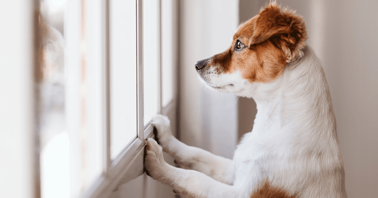 Separation-related issues in dogs – a review