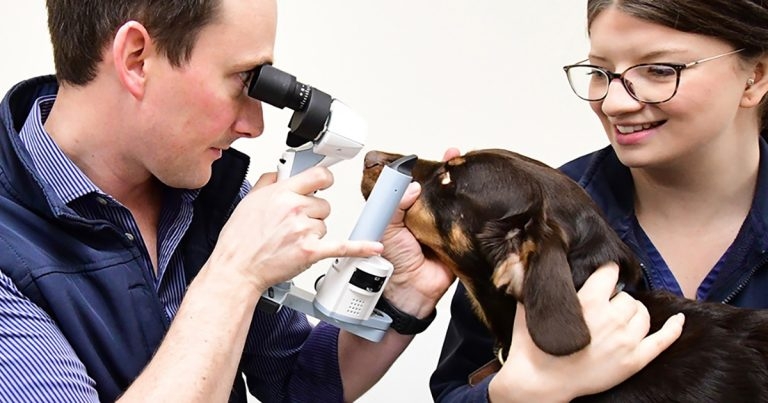 Corneal ulcers update in canine and feline pets