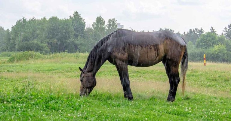 CVS study offers equine pastern dermatitis treatment hope