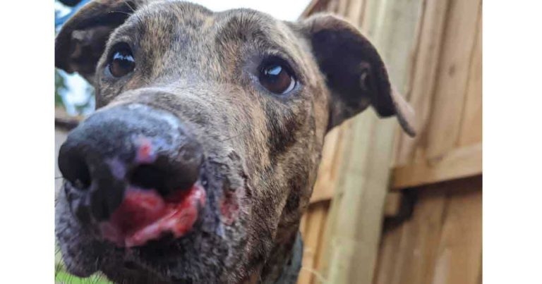 Man jailed for ‘shocking’ animal cruelty offences