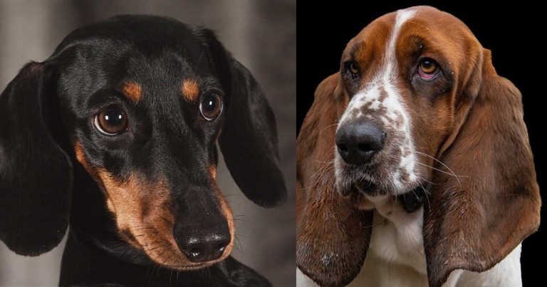 Disc herniation higher in dachshunds than basset hounds – study