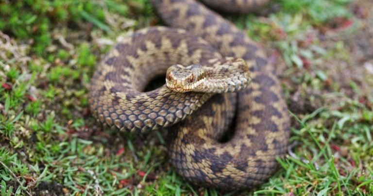 RVN bites back with adder pack project