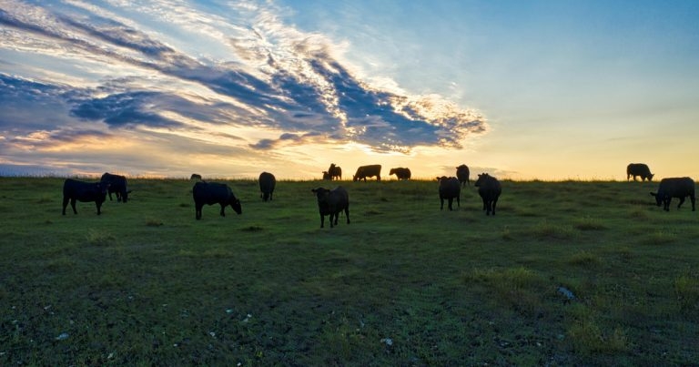 New course offers ‘pivotal’ climate knowledge to vets, developers claim