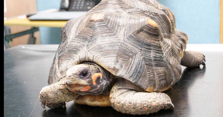 Vets’ tortoise surgery no Flash in the pan