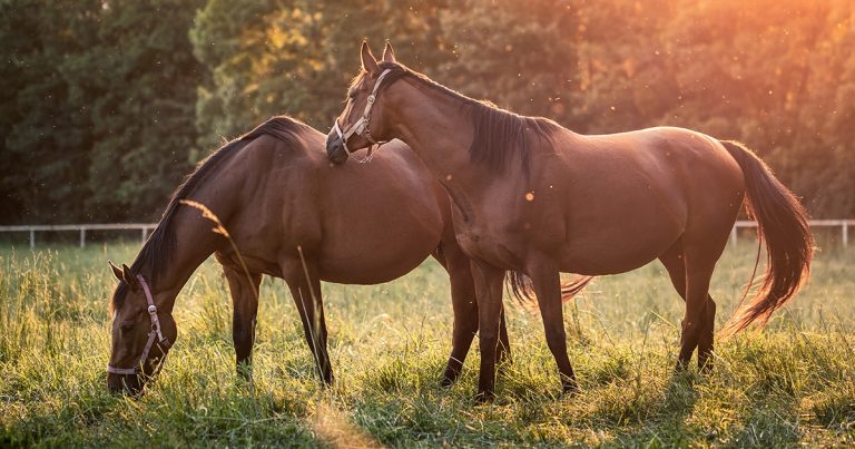 Thoroughbred inbreeding ‘risks later pregnancy loss’, study warns