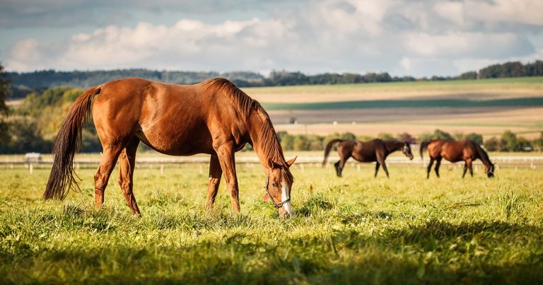 Investigation of weight loss in adult horses