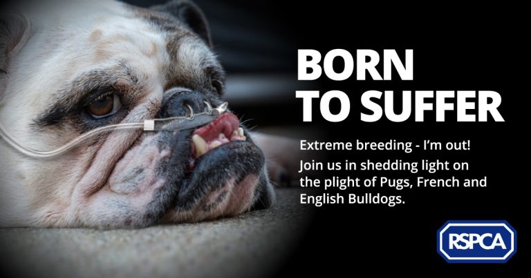 Call for vets to back new brachycephalic dog campaign