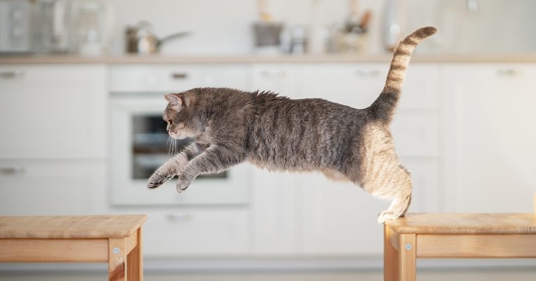 Spotting subtle feline OA signs