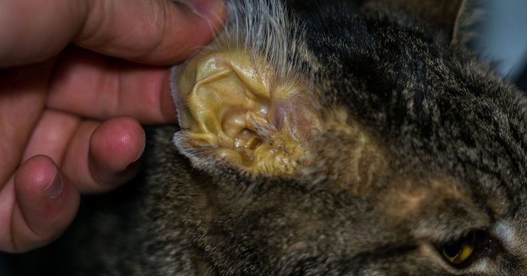 Cut-off identified for emergency action in cats with high serum bilirubin concentration