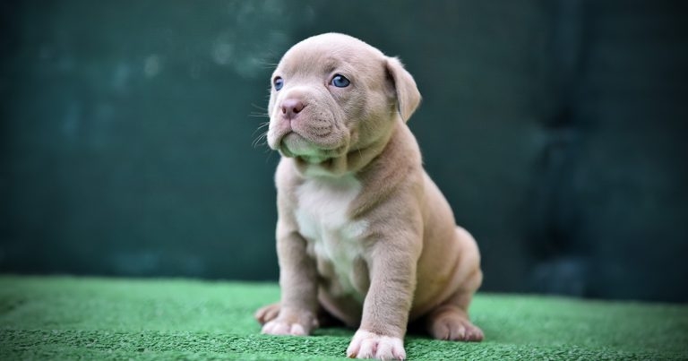 XL bully neutering extension decision ‘strikes right balance’ – BVA