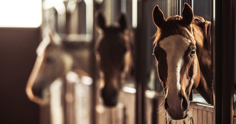 Cost pressures prompt fears for equine winter welfare crisis