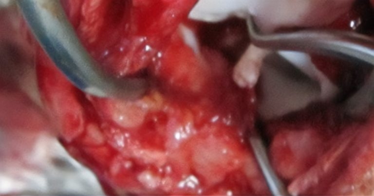 Surgery better option for canine cruciate rupture, RVC study concludes