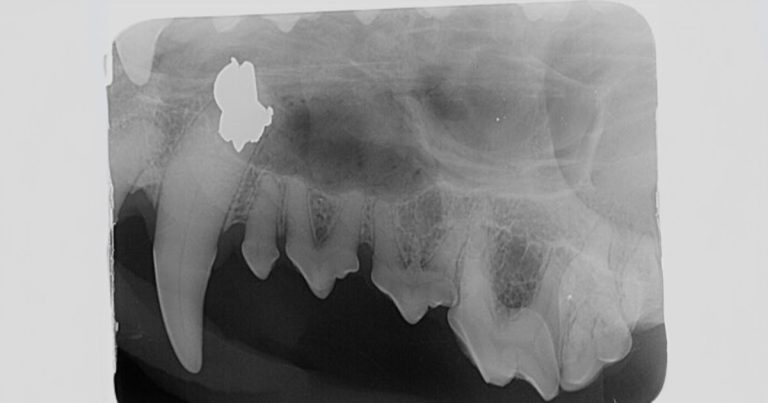 Luna over the moon following airgun attack