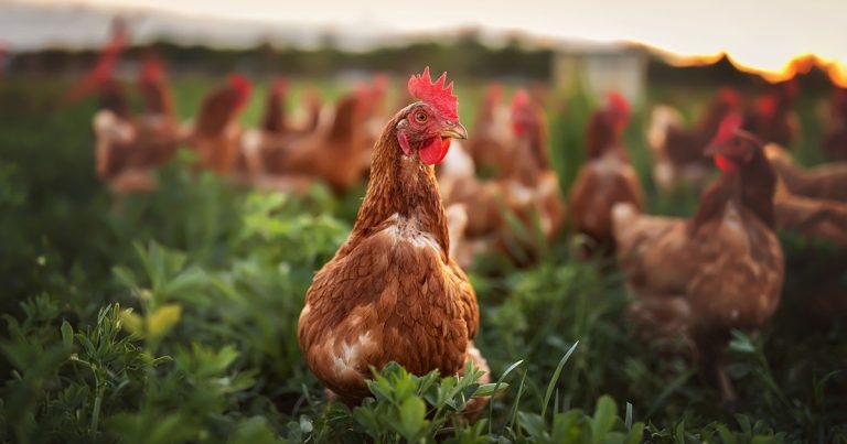 Bridging the gap between poultry keepers and vets